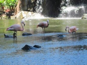 Westin - Flamingos